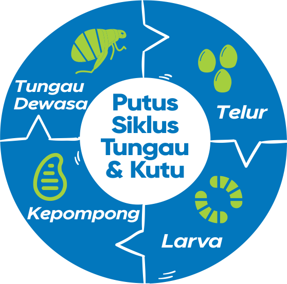 siklus